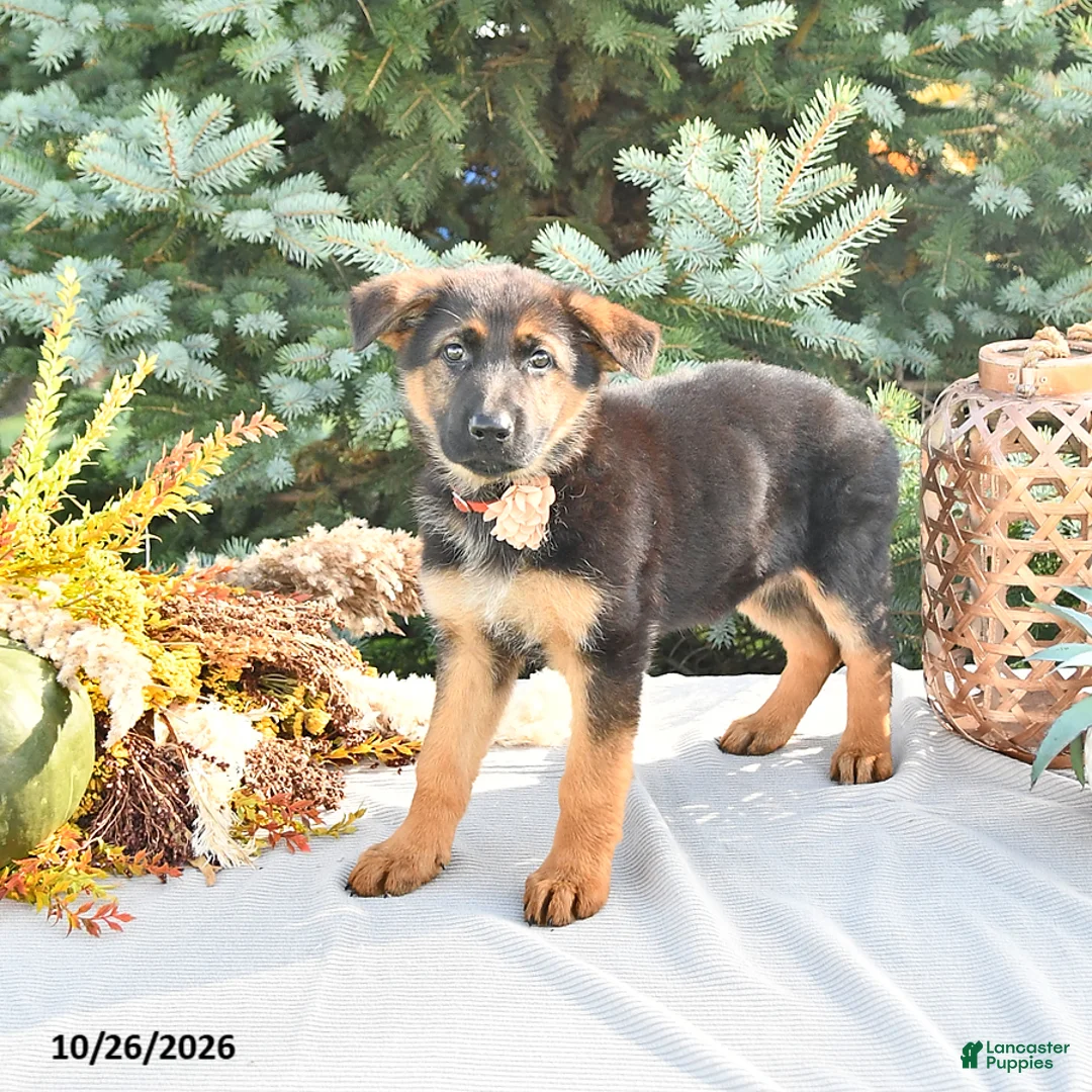 German Shepherd dogs for sale: Pumpkin Von Felde - Ad 2