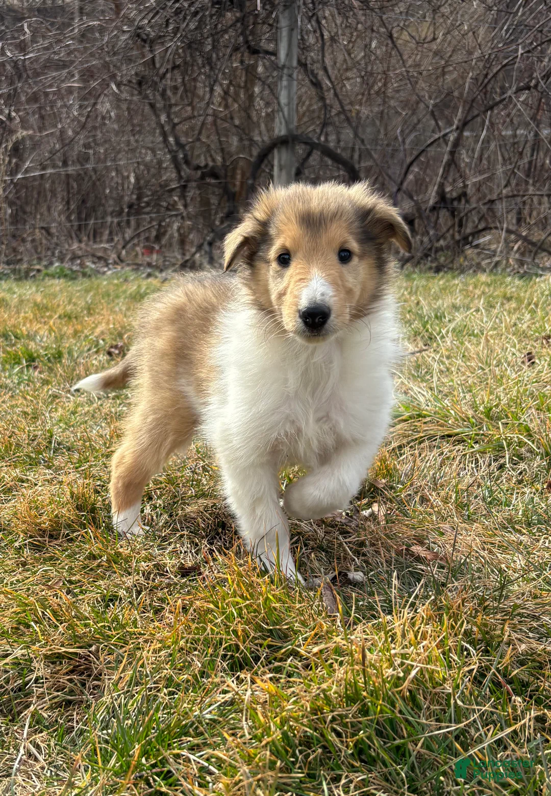 Collie dogs for sale: Speckles - Ad 1
