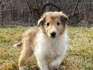 Collie dogs Speckles - Ad 11