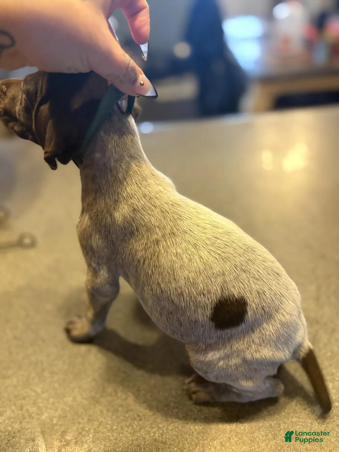 German Shorthaired Pointer dogs for sale: Lark - Ad 2