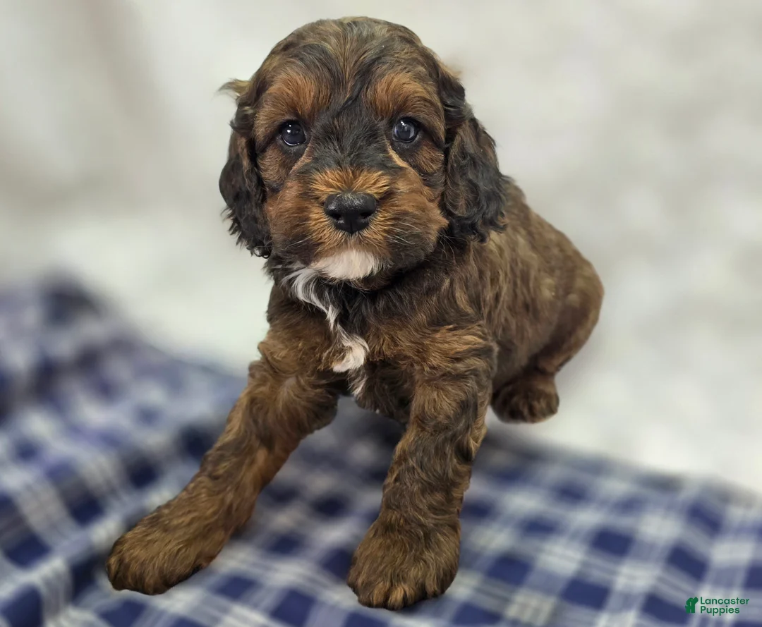 Cockapoo dogs for sale: Nebula - Ad 1