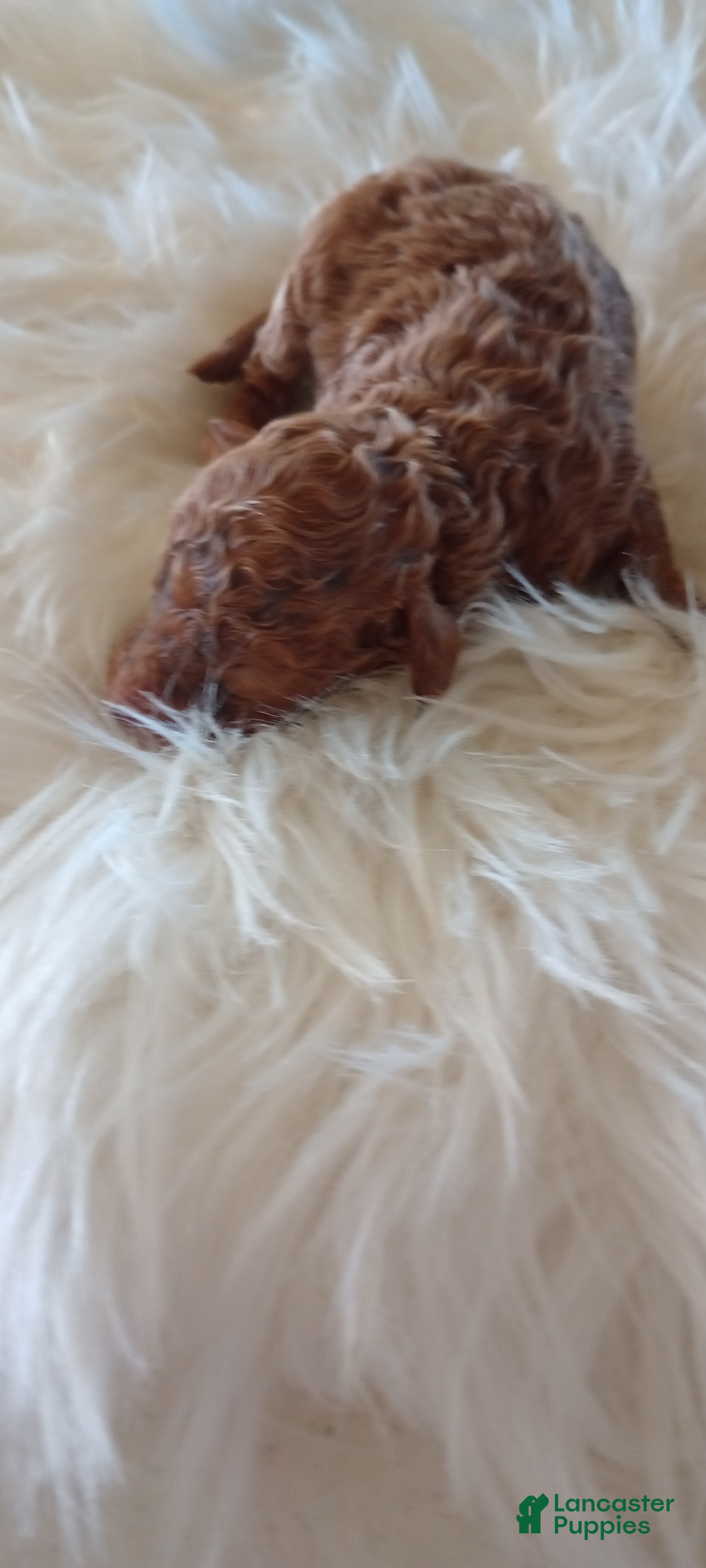 Mini Goldendoodle dogs Miss Princess  - Ad 8