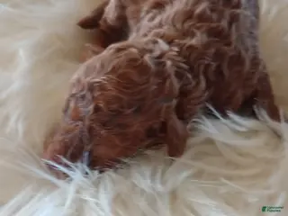 Mini Goldendoodle dogs Miss Princess - Ad 8