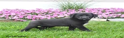 Mixed Breed dogs for sale: Bingo - Ad 3