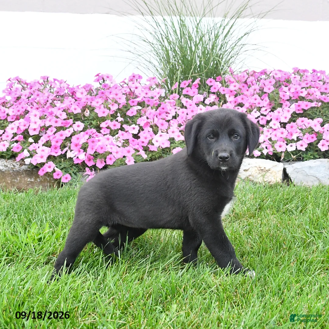 Mixed Breed dogs for sale: Bingo - Ad 3
