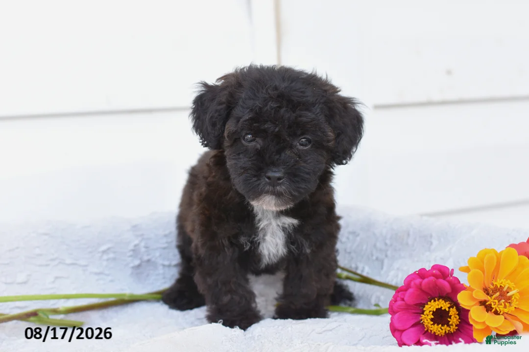 Yorkiepoo dogs for sale: Raven - Ad 1