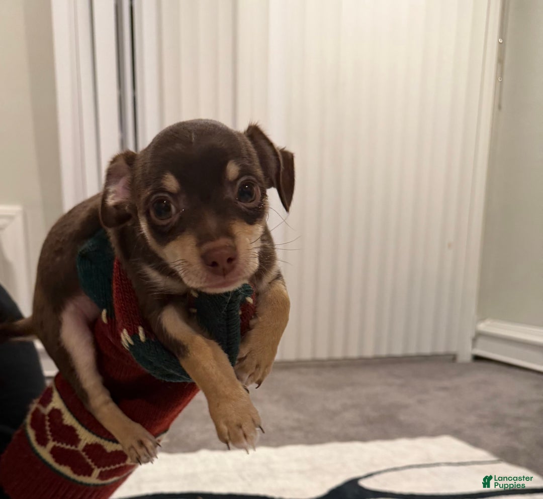 Chihuahua dogs for sale: Chihuahua Puppy 1 - Ad 3