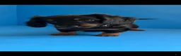 Miniature Dachshund dogs for sale: Millie - Ad 3