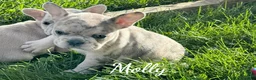 Mixed Breed dogs for sale: Molly - Ad 5