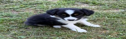 Australian Shepherd dogs for sale: Daisy - Ad 6