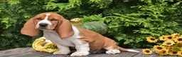 Basset Hound dogs for sale: Lewis - Ad 4