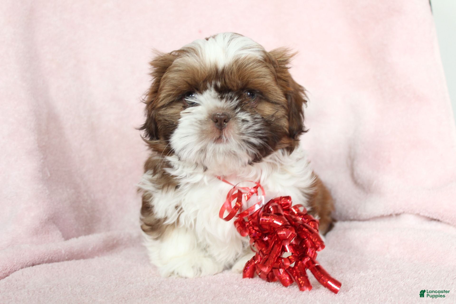 Shih Tzu dogs Ace - Ad 39