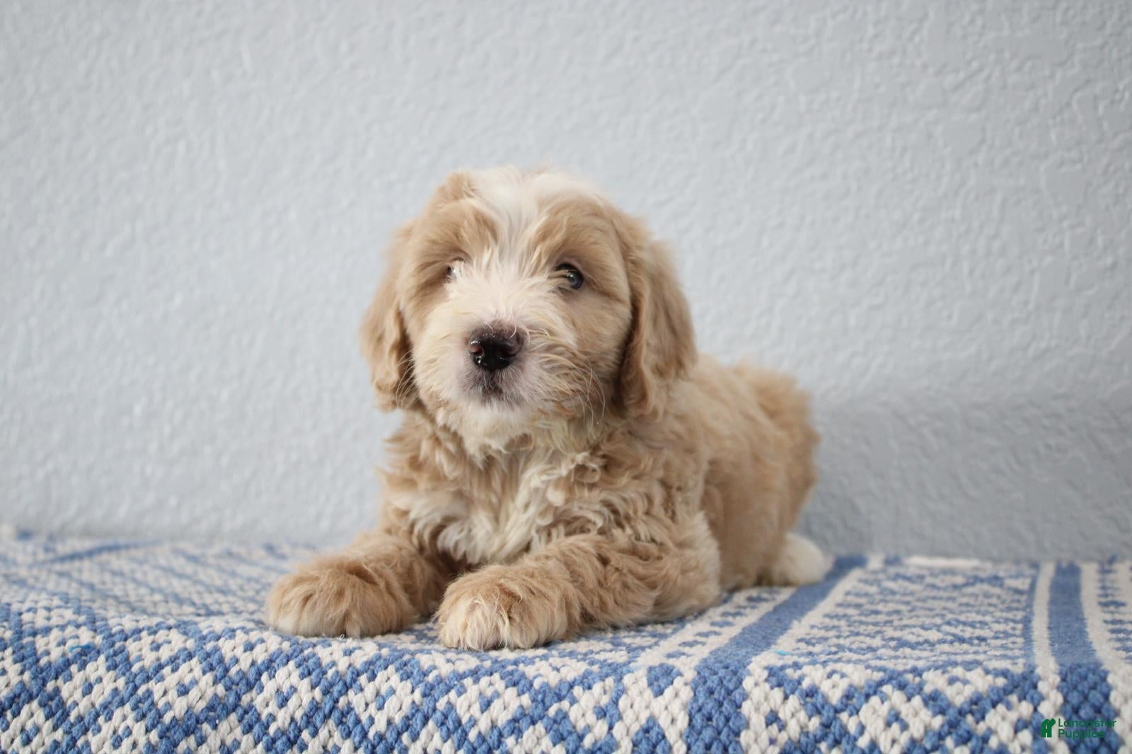 Mini Goldendoodle dogs Victor - Ad 2