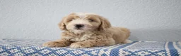 Mini Goldendoodle dogs for sale: Victor - Ad 2