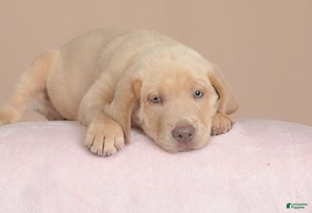 Labrador Retriever dogs for sale: Labrador Retriever Puppy 5 - Ad 12
