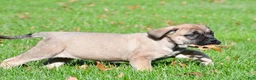 English Mastiff dogs for sale: Luna - Ad 4