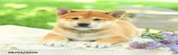 Shiba Inu dogs for sale: Jasper - Ad 5