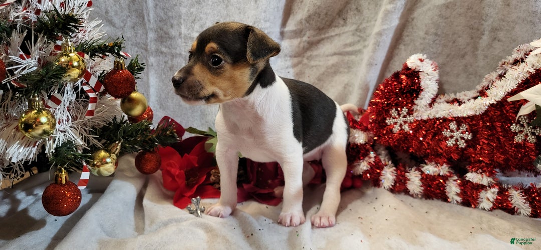 Rat Terrier dogs for sale: Molly *updated photos* - Ad 2