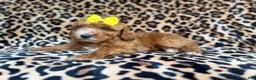 Cockapoo dogs for sale: Janey - Ad 7
