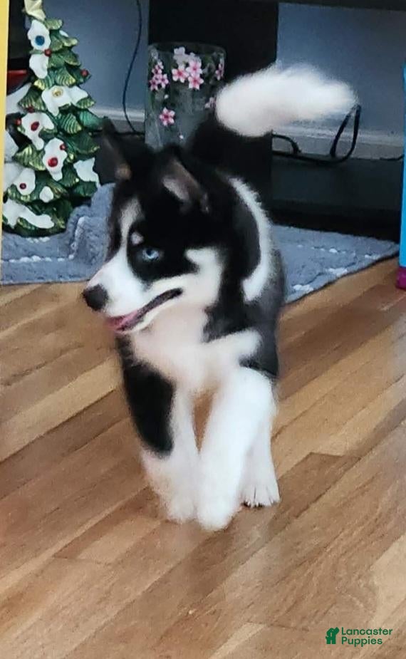 Pomsky dogs Pomsky 1 - Ad 1