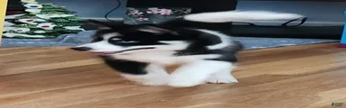 Pomsky 1