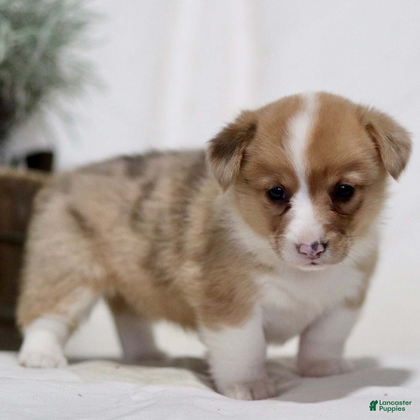 American Corgi dogs Jackie - Ad 2