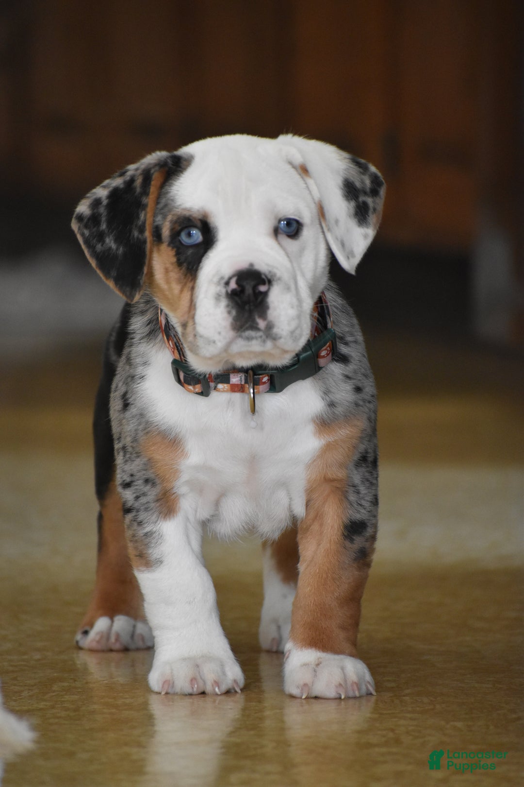 Mixed Breed dogs for sale: Cobalt - Ad 2