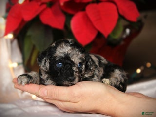 Cockapoo dogs Pepper - Ad 39