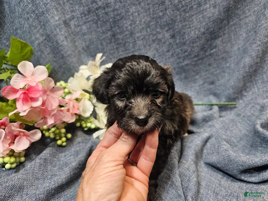 Havapoo dogs for sale: Jinx (Male) - Ad 2