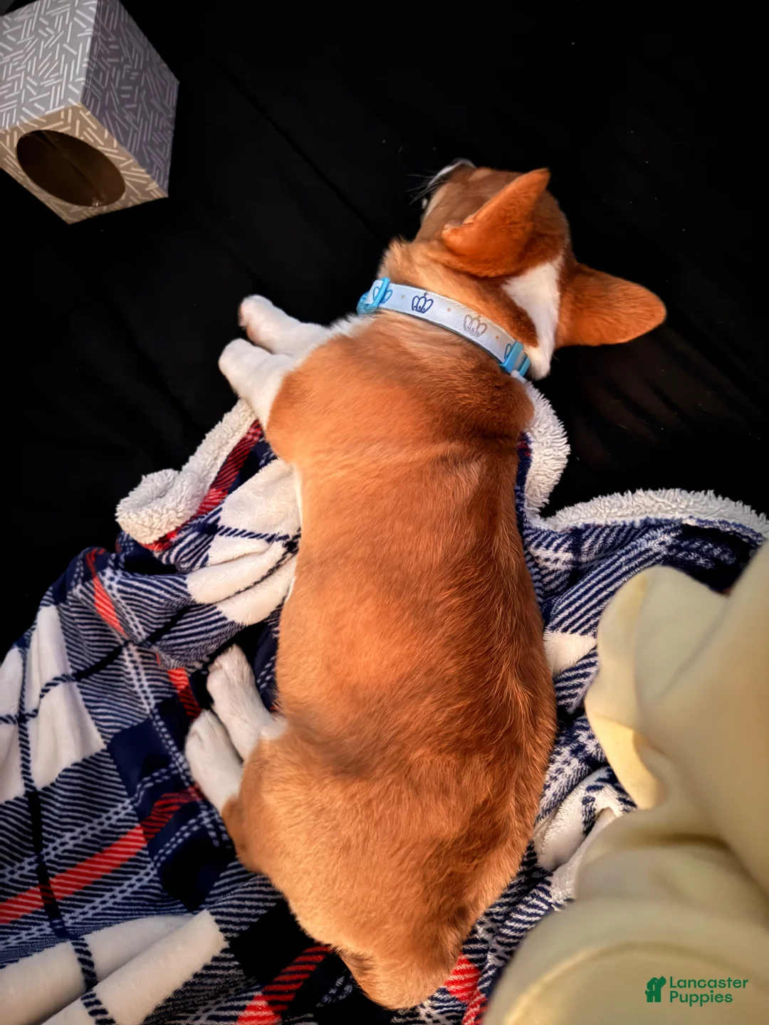 Welsh Corgi Pembroke dogs for sale: Welsh Corgi Pembroke Puppy 1 - Ad 5