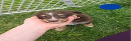Australian Shepherd dogs for sale: Australian Shepherd Puppy BLUE - Ad 9