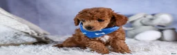 Toy Poodle dogs for sale: Tucker - Ad 8
