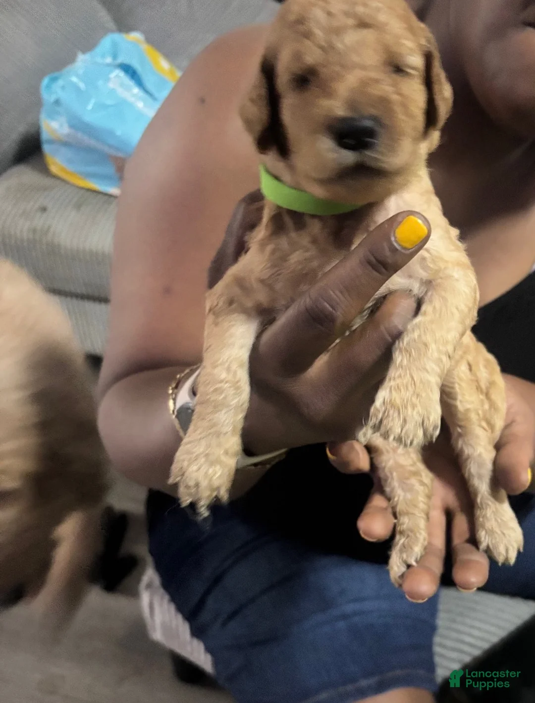 Goldendoodle dogs for sale: Boy 1 - Ad 1