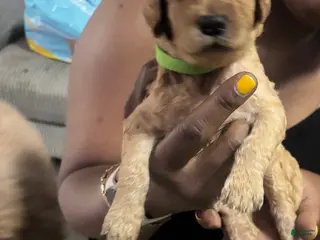 Goldendoodle dogs Boy 1 - Ad 13