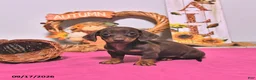 Dachshund dogs for sale: Mason - Ad 3