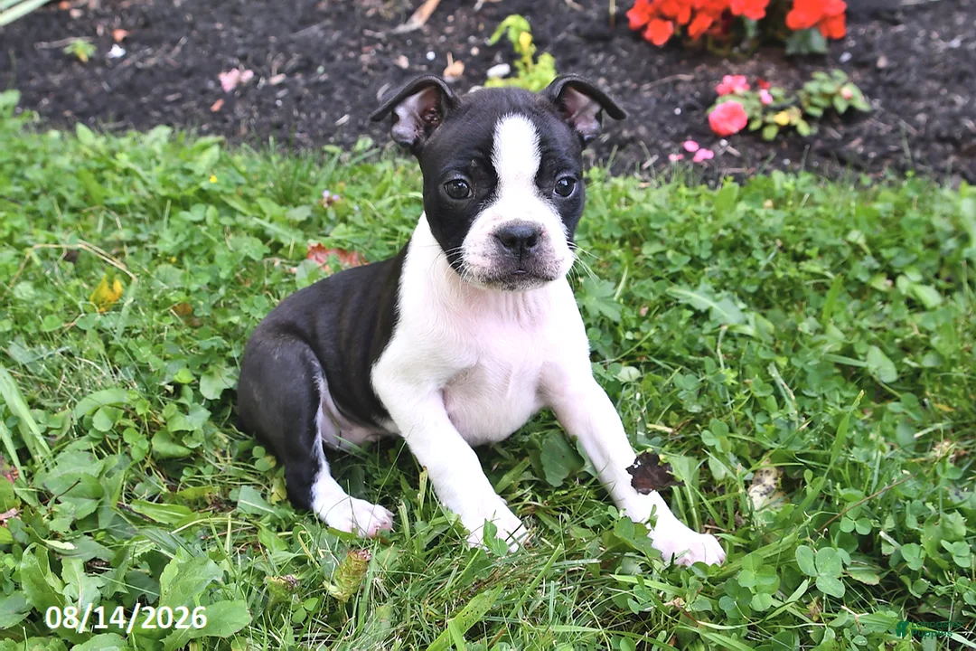 Boston Terrier dogs for sale: Jewel - Ad 1