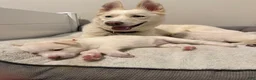 Siberian Husky dogs for sale: Blue Collar - Ad 11