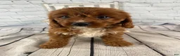 Cavapoo dogs for sale: Tucker - Ad 5