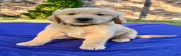 Golden Retriever dogs for sale: Coconut - Ad 3