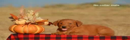 Golden Retriever dogs for sale: Kenyon - Ad 2