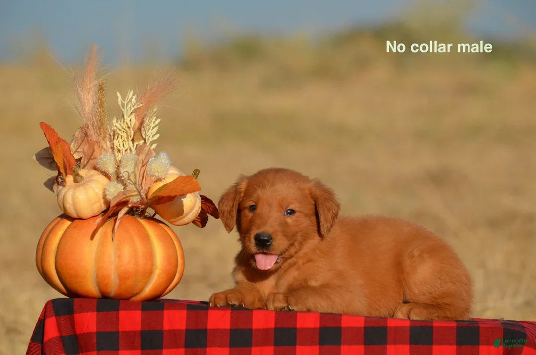 Golden Retriever dogs for sale: Kenyon - Ad 2