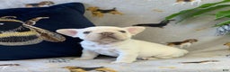 French Bulldog dogs for sale: Lorenzo - Ad 6