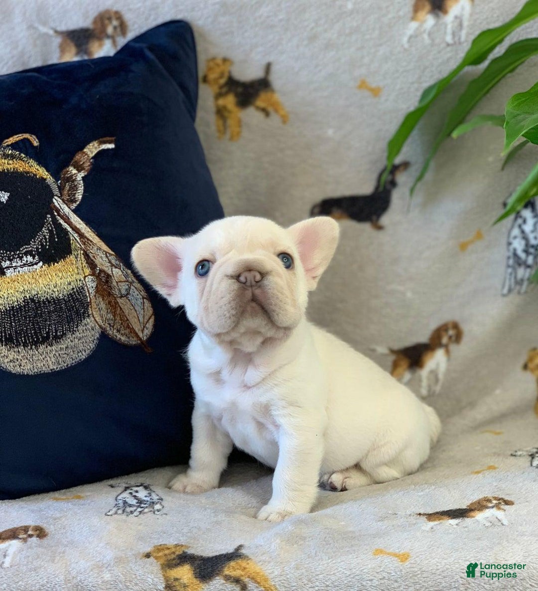 French Bulldog dogs for sale: Lorenzo - Ad 6