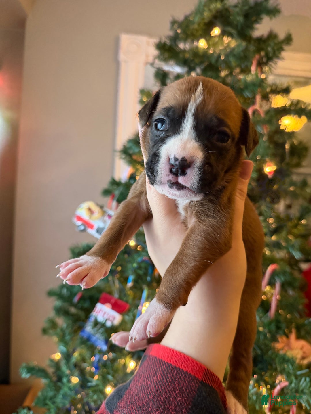 Boxer dogs for sale: Noel  - Ad 10