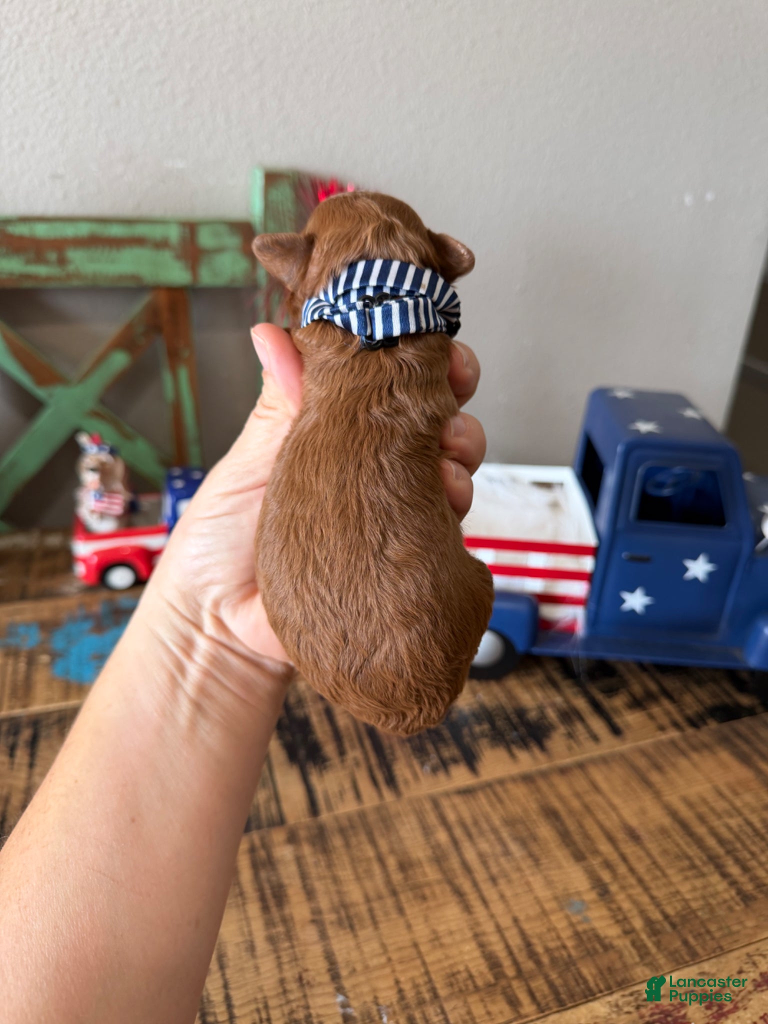 Toy Poodle dogs for sale: Akc Bred the Color Red Boy - Ad 4