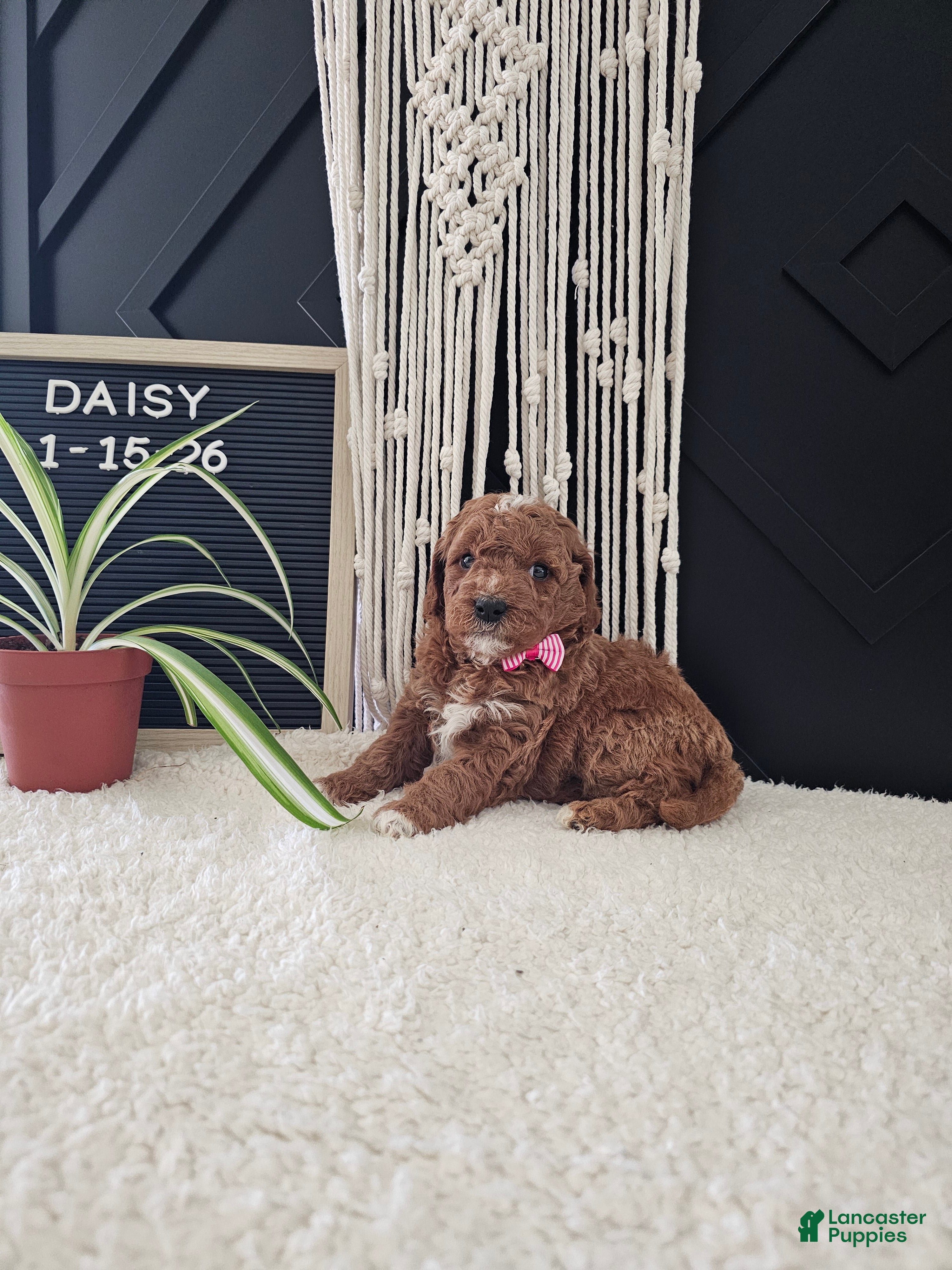 Mini Goldendoodle dogs Daisy - Ad 1