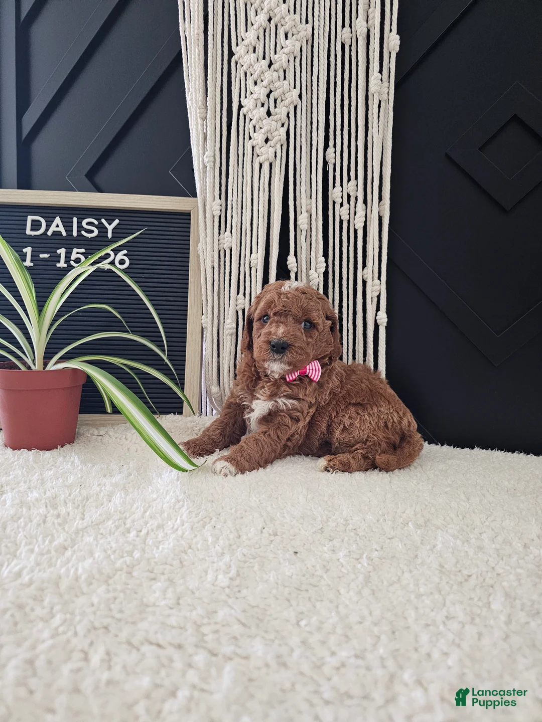 Mini Goldendoodle dogs for sale: Daisy - Ad 1