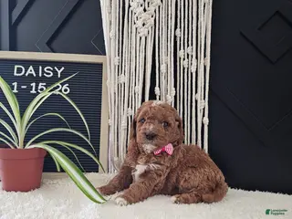 Mini Goldendoodle dogs for sale: Daisy - Ad 2