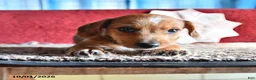 Mixed Breed dogs for sale: Jake - Ad 1