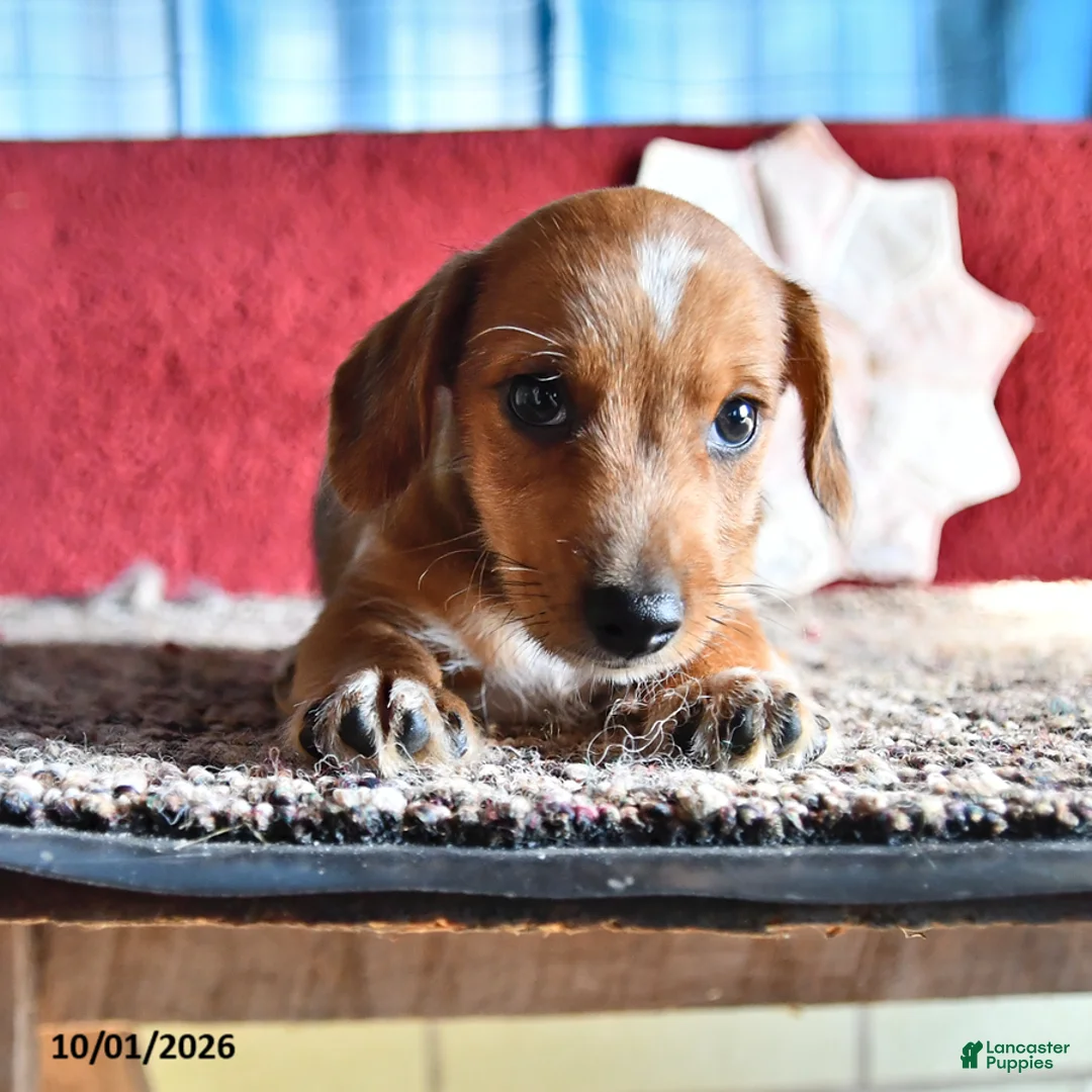 Mixed Breed dogs for sale: Jake - Ad 1